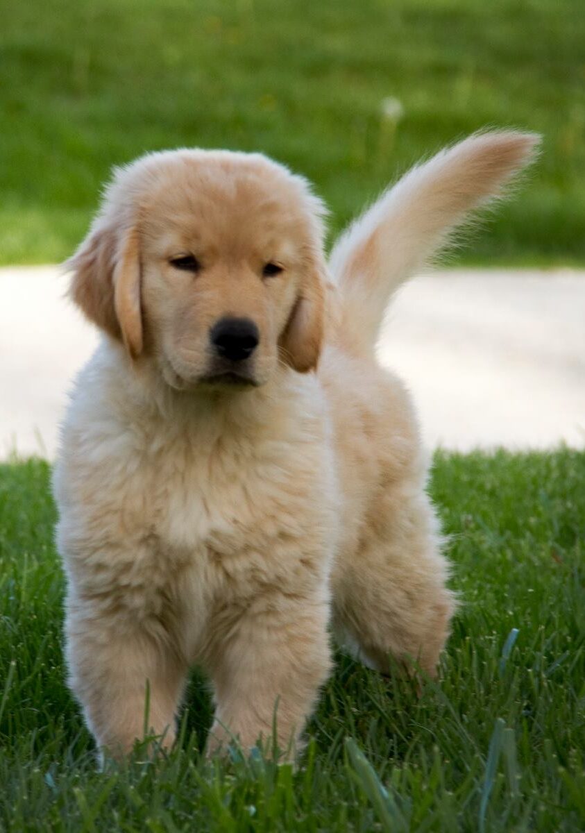Fluffy golden retriever puppy standing in green grass, exuding curiosity and playfulness, highlighting the joy of pet ownership.
