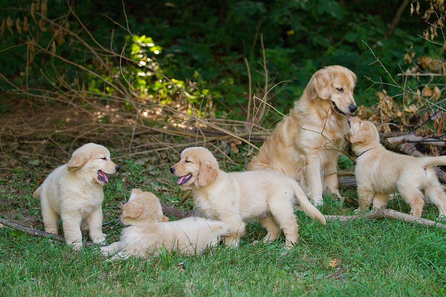 Golden retriever with four playful puppies on green grass in a wooded area. Warm sunlight and joyful interaction create a heartwarming scene.