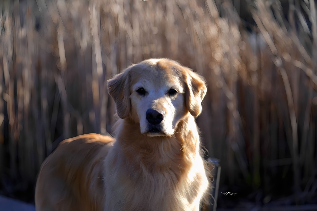 A dog stands alert in front of tall grass, with its ears perked up and tail slightly raised.